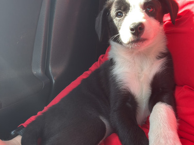 Purebred Border Collie puppies in Kerry