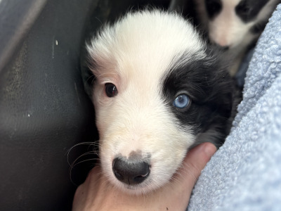 Purebred Border Collie puppies in Kerry
