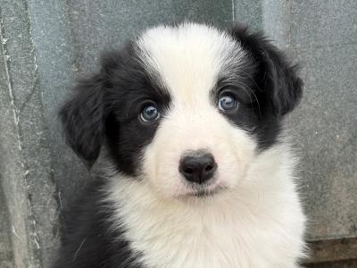 Purebred Border Collie puppies in Kerry