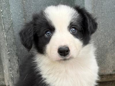 Purebred Border Collie puppies in Kerry