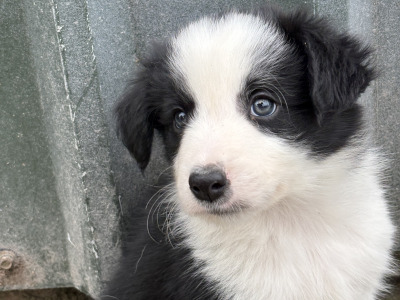 Purebred Border Collie puppies in Kerry