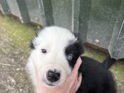 Purebred Border Collie puppies in Kerry