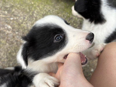 Purebred Border Collie puppies in Kerry