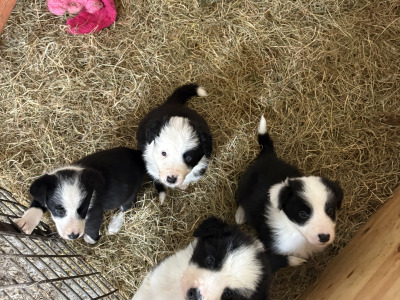 Purebred Border Collie puppies in Kerry