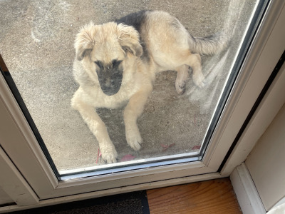 Female Polish Tatra x German Shepherd puppy 6 months old in Laois