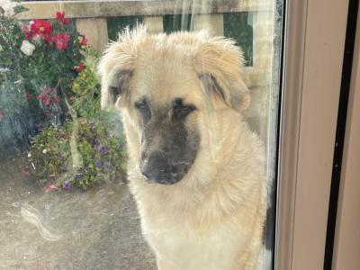 Female Polish Tatra x German Shepherd puppy 6 months old in Laois