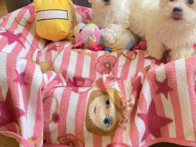 Maltichon (Maltese/Bichon) puppies 🩷 💙in Meath
