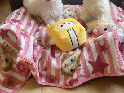 Maltichon (Maltese/Bichon) puppies 🩷 💙in Meath