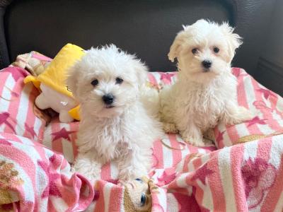 Maltichon (Maltese/Bichon) puppies 🩷 💙in Meath