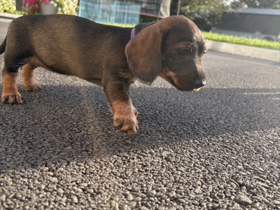 Teckel Dachshund puppies in Offaly