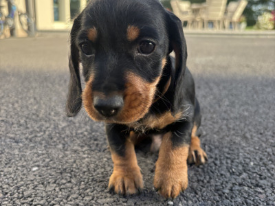 Teckel Dachshund puppies in Offaly