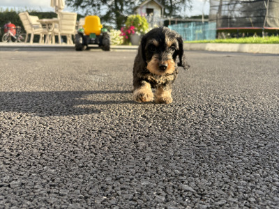 Teckel Dachshund puppies in Offaly