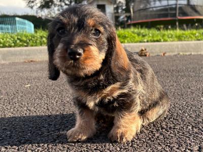 Teckel Dachshund puppies in Offaly