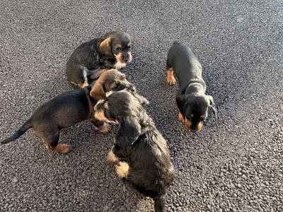 Teckel Dachshund puppies in Offaly