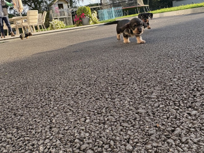 Teckel Dachshund puppies in Offaly