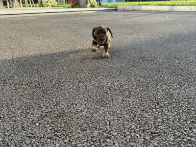 Teckel Dachshund puppies in Offaly