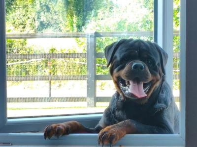 2 IKC Registered (Pending) male Rottweiler puppies for sale in Louth