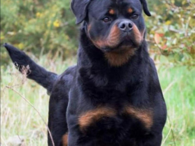 2 IKC Registered (Pending) male Rottweiler puppies for sale in Louth
