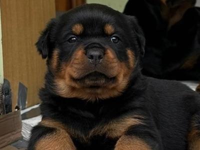2 IKC Registered (Pending) male Rottweiler puppies for sale in Louth