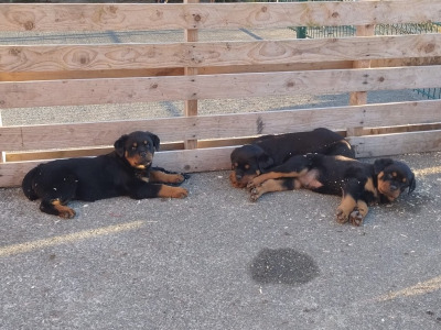 2 IKC Registered (Pending) male Rottweiler puppies for sale in Louth