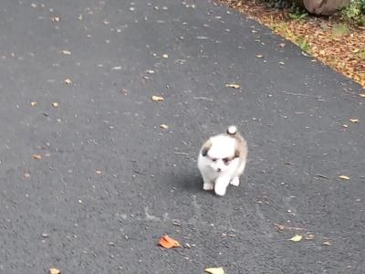 Male Pomeranian puppy in Galway ready for his new home