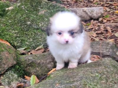 Male Pomeranian puppy in Galway ready for his new home