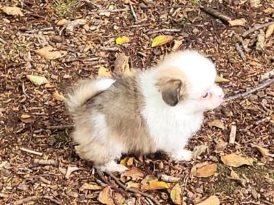 Male Pomeranian puppy in Galway ready for his new home