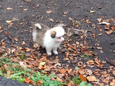 Male Pomeranian puppy in Galway ready for his new home