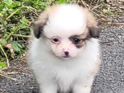 Male Pomeranian puppy in Galway ready for his new home