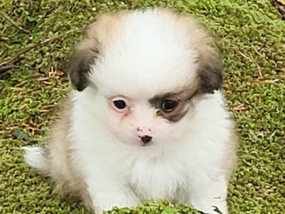 Male Pomeranian puppy in Galway ready for his new home