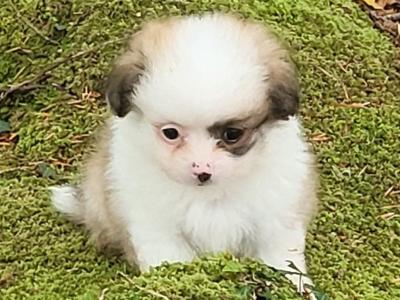 Male Pomeranian puppy in Galway ready for his new home