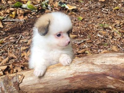 Male Pomeranian puppy in Galway ready for his new home