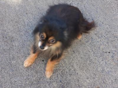 Male Pomeranian puppy in Galway ready for his new home