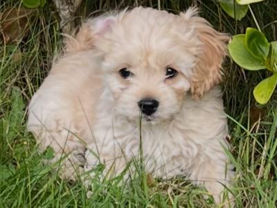 Male Cavachon puppy in Wexford