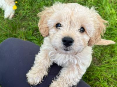 Male Cavachon puppy in Wexford