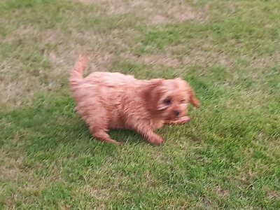 Ruby Cavapoo (Cavalier x Minature Poodle) puppies in Limerick