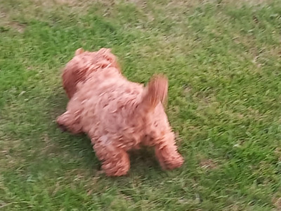 Ruby Cavapoo (Cavalier x Minature Poodle) puppies in Limerick