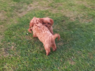 Ruby Cavapoo (Cavalier x Minature Poodle) puppies in Limerick