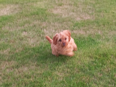 Ruby Cavapoo (Cavalier x Minature Poodle) puppies in Limerick