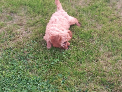 Ruby Cavapoo (Cavalier x Minature Poodle) puppies in Limerick
