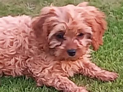 Ruby Cavapoo (Cavalier x Minature Poodle) puppies in Limerick