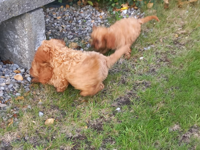 Ruby Cavapoo (Cavalier x Minature Poodle) puppies in Limerick