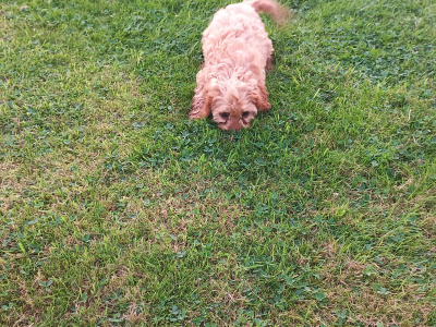 Ruby Cavapoo (Cavalier x Minature Poodle) puppies in Limerick