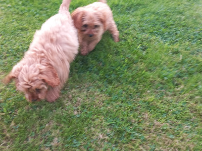 Ruby Cavapoo (Cavalier x Minature Poodle) puppies in Limerick