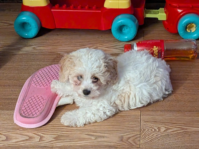 Beautiful Litter of Poochon puppies for sale in Clare