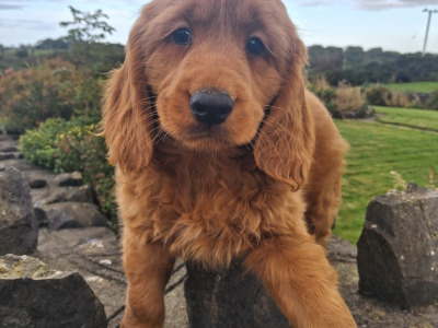 Cockapoo puppies in Mayo
