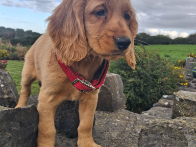 Cockapoo puppies in Mayo