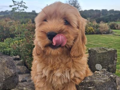 Cockapoo puppies in Mayo