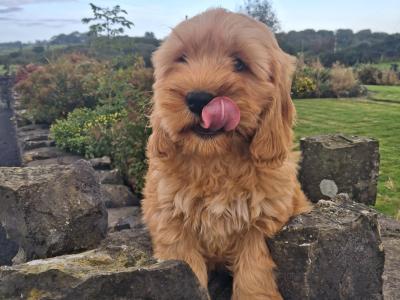 Cockapoo puppies in Mayo