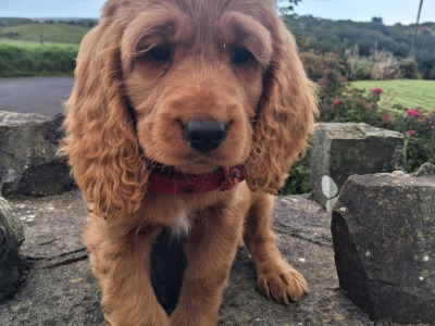 Cockapoo puppies in Mayo
